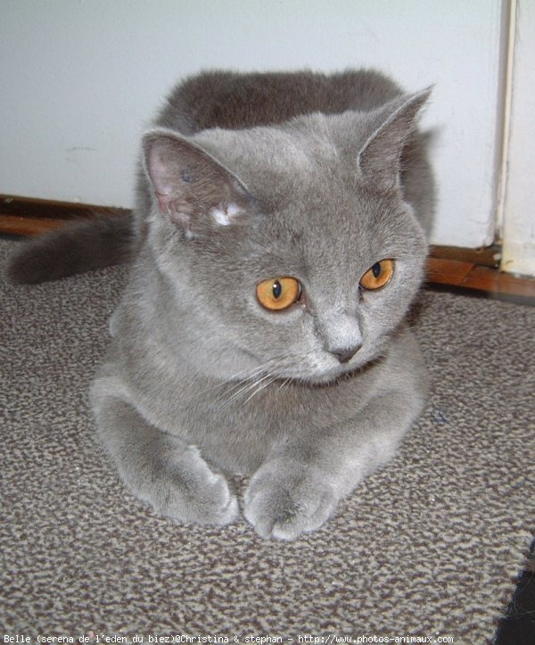 Photo de British shorthair