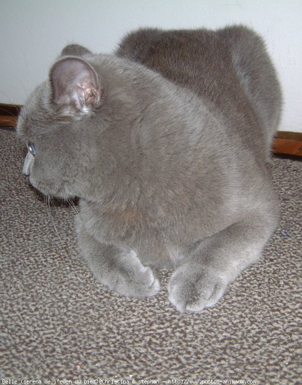 Photo de British shorthair