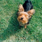 Photo de Yorkshire terrier