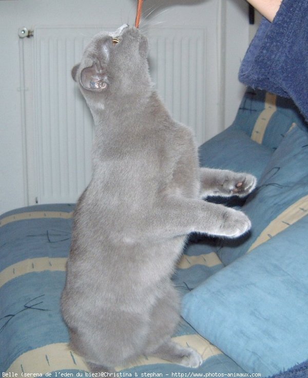 Photo de British shorthair