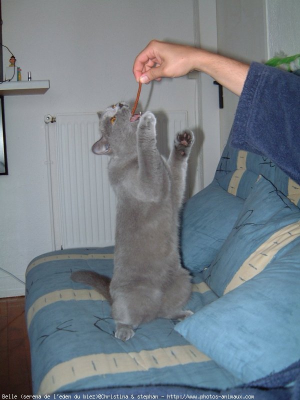 Photo de British shorthair