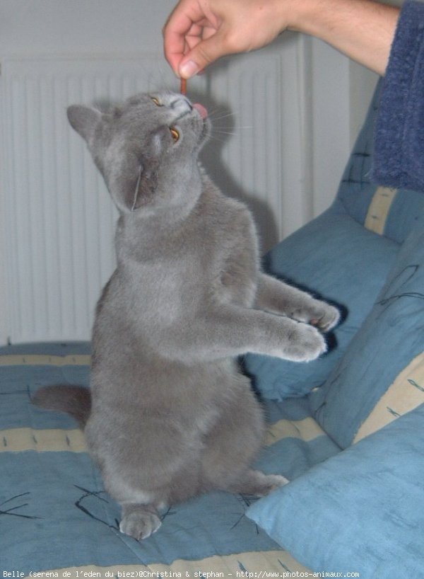 Photo de British shorthair