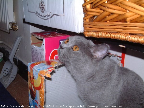 Photo de British shorthair