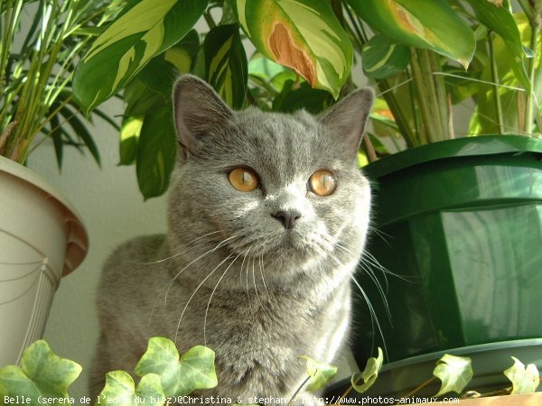 Photo de British shorthair