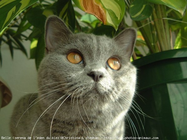 Photo de British shorthair