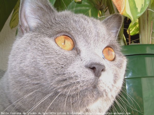 Photo de British shorthair