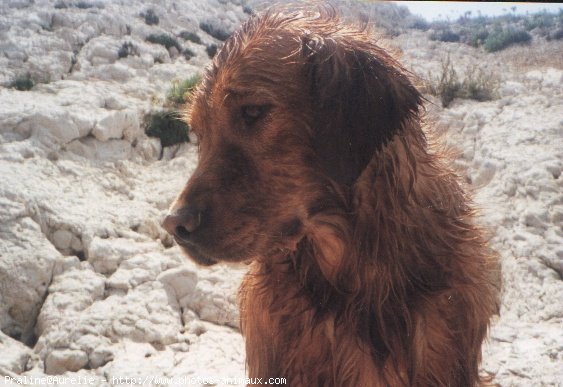 Photo de Golden retriever