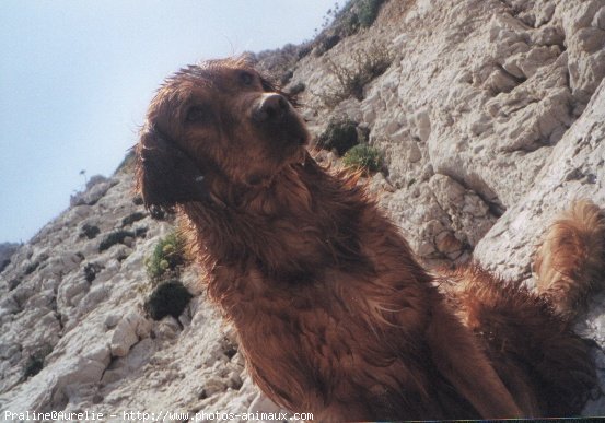 Photo de Golden retriever