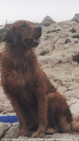 Photo de Golden retriever