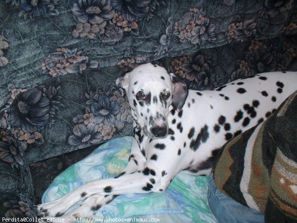 Photo de Dalmatien