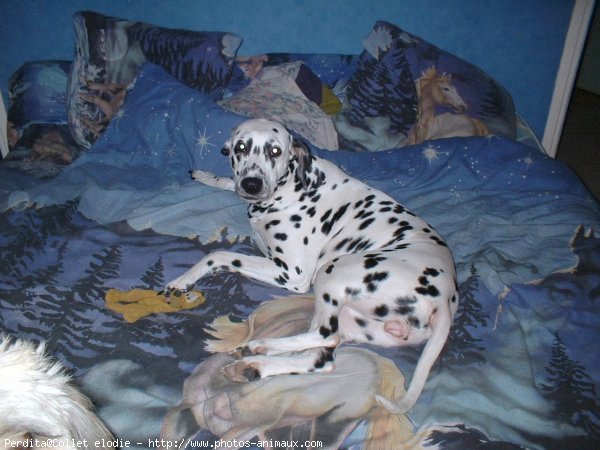 Photo de Dalmatien