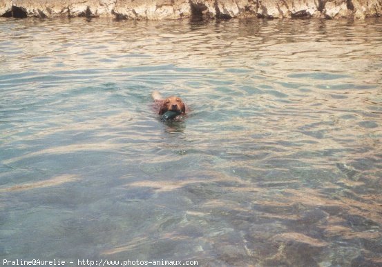 Photo de Golden retriever