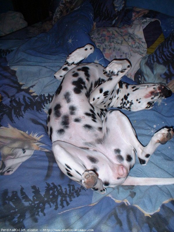 Photo de Dalmatien