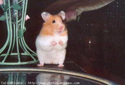 Photo de Hamster