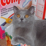 Photo de British shorthair