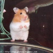 Photo de Hamster