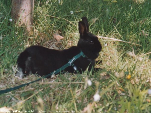 Photo de Lapin