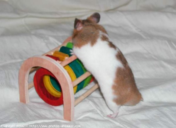 Photo de Hamster