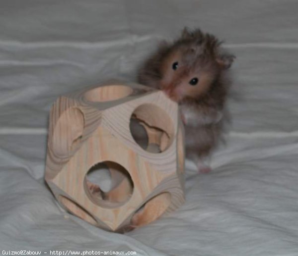 Photo de Hamster