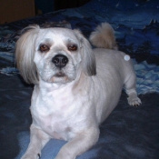 Photo de Lhassa apso