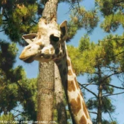 Photo de Girafe