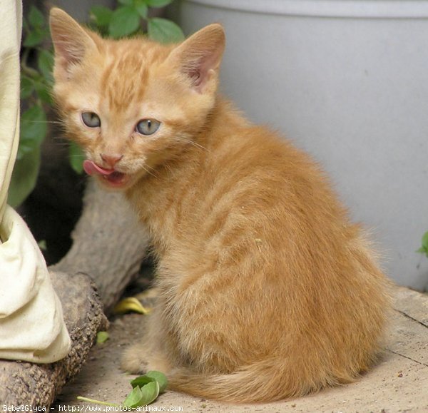 Photo de Chat domestique