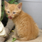 Photo de Chat domestique