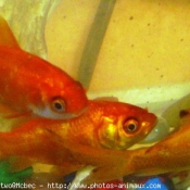 Photo de Poissons rouges