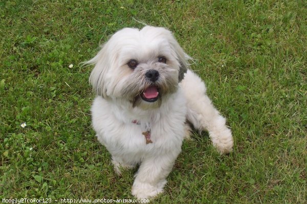 Photo de Lhassa apso