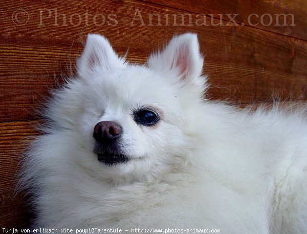 Photo de Spitz moyen