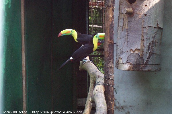 Photo de Toucan  carne