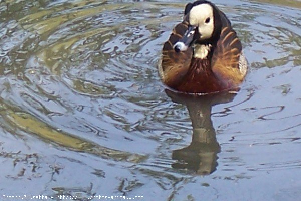 Photo de Canard