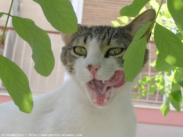 Photo de Chat domestique