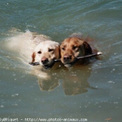 Photo de Labrador retriever