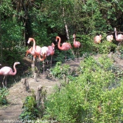 Photo de Flamand rose