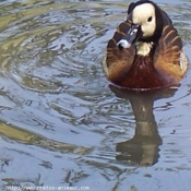 Photo de Canard