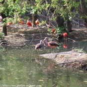 Photo d'Ibis