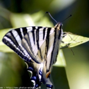 Photo de Papillon