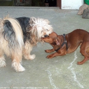 Photo de Races diffrentes