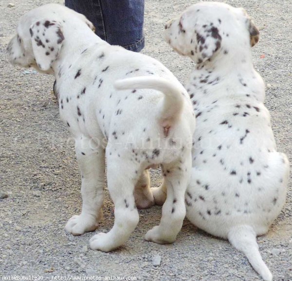 Photo de Dalmatien