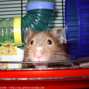 Photo de Hamster