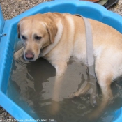 Photo de Labrador retriever