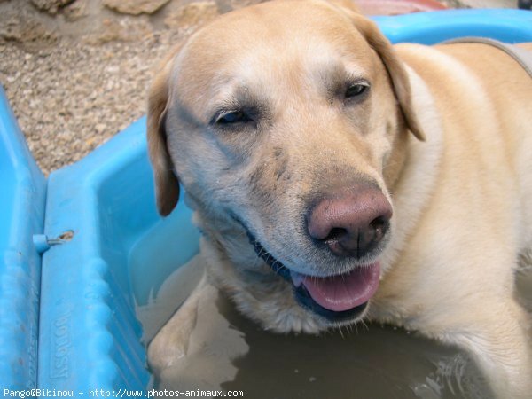 Photo de Labrador retriever