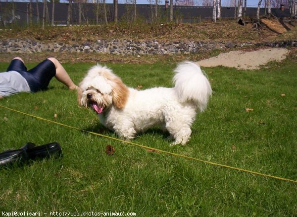 Photo de Lhassa apso