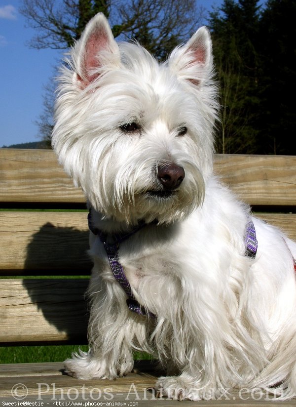 Photo de West highland white terrier