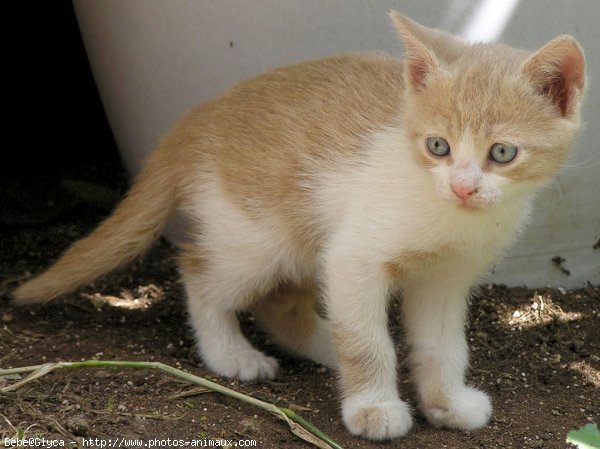 Photo de Chat domestique