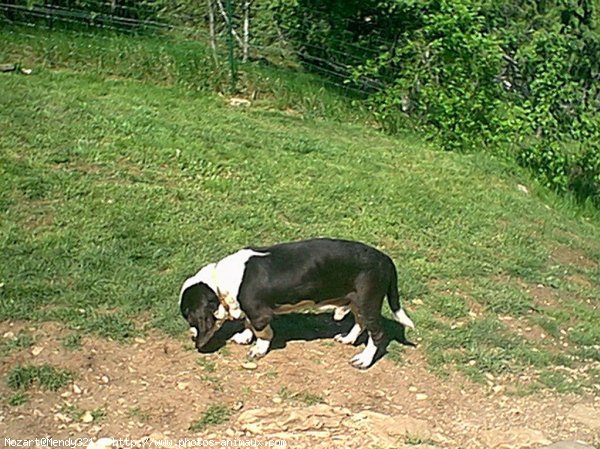 Photo de Basset hound