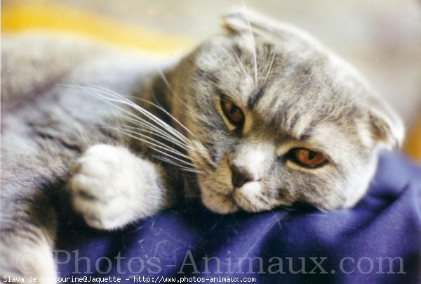 Photo de Scottish fold