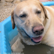 Photo de Labrador retriever