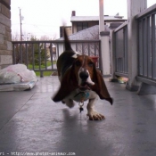 Photo de Basset hound